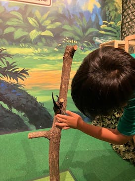 体感するファーブル昆虫展in横浜赤レンガ倉庫に投稿された画像（2024/7/13）