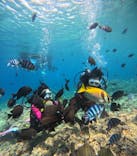 沖縄マリンサービス碧に投稿された画像（2024/7/13）