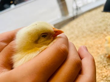 Moff animal cafe MARKIS 福岡ももち店に投稿された画像（2024/7/13）