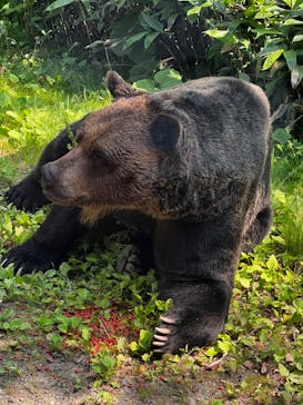 サホロリゾート　ベア･マウンテンに投稿された画像（2024/7/13）