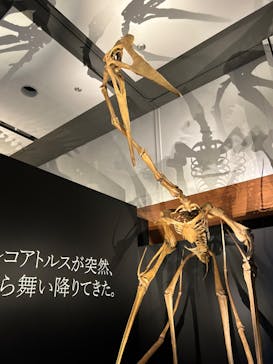 DinoScience 恐竜科学博 ～ララミディア大陸の恐竜物語～ 2024@OSAKAに投稿された画像（2024/7/13）