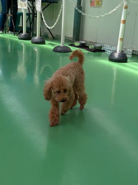 つくばわんわんランドに投稿された画像（2024/7/13）