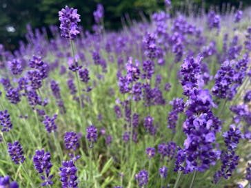 たんばらラベンダーパークに投稿された画像（2024/7/13）