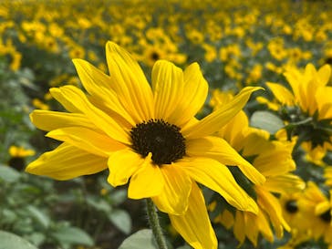 たんばらラベンダーパークに投稿された画像（2024/7/13）