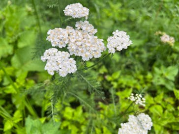 たんばらラベンダーパークに投稿された画像（2024/7/13）