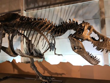 巨大恐竜展2024に投稿された画像（2024/7/13）