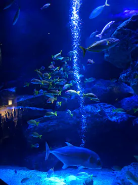 すみだ水族館に投稿された画像（2024/4/28）