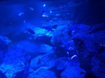 すみだ水族館に投稿された画像（2024/4/28）