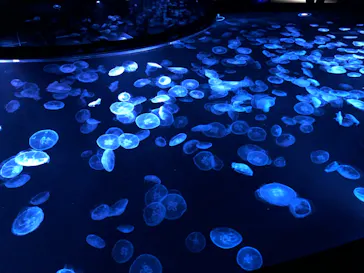 すみだ水族館に投稿された画像（2024/4/28）