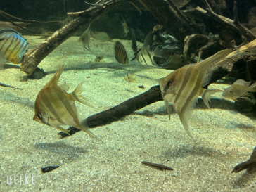 カワスイ 川崎⽔族館に投稿された画像（2024/7/13）