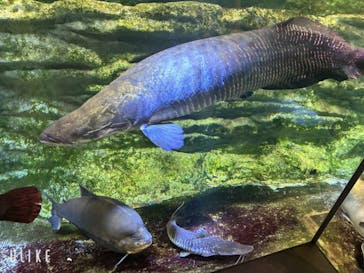 カワスイ 川崎⽔族館に投稿された画像（2024/7/13）