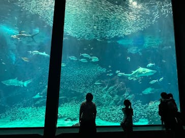 マリンワールド海の中道に投稿された画像（2024/7/13）