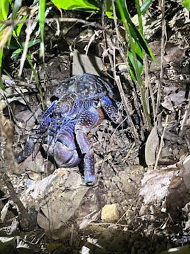 西表島 ADVENTURE PiPi（アドベンチャーピピ）に投稿された画像（2024/7/13）