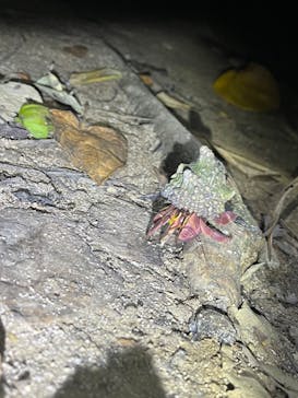 西表島 ADVENTURE PiPi（アドベンチャーピピ）に投稿された画像（2024/7/13）