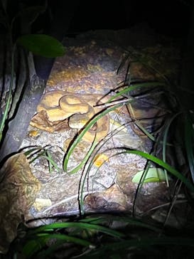 西表島 ADVENTURE PiPi（アドベンチャーピピ）に投稿された画像（2024/7/13）