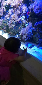 名古屋港水族館に投稿された画像（2024/7/13）