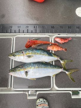 JIGGING JUNKIE（ジギング ジャンキー）に投稿された画像（2024/7/13）