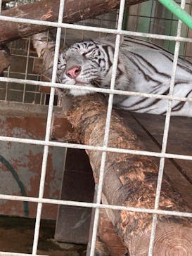 しろとり動物園に投稿された画像（2024/7/13）