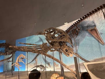 福井県立恐竜博物館に投稿された画像（2024/7/13）