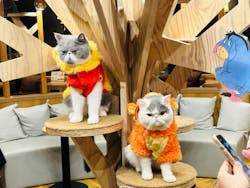 猫カフェモカ 名古屋栄店に投稿された画像（2024/7/13）