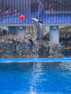 名古屋港水族館に投稿された画像（2024/7/13）
