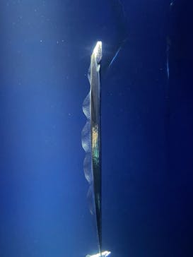 サンシャイン水族館に投稿された画像（2024/7/13）