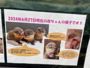 サンシャイン水族館に投稿された画像（2024/7/13）