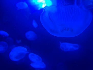 サンシャイン水族館に投稿された画像（2024/7/13）