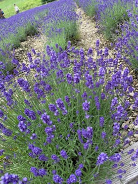 たんばらラベンダーパークに投稿された画像（2024/7/13）