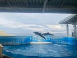 新江ノ島水族館に投稿された画像（2024/7/13）
