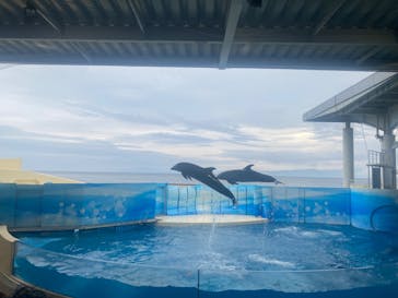 新江ノ島水族館に投稿された画像（2024/7/13）
