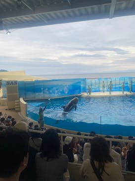 新江ノ島水族館に投稿された画像（2024/7/13）