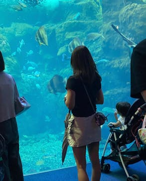 新江ノ島水族館に投稿された画像（2024/7/13）