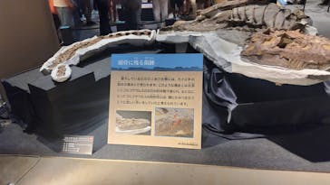 福井県立恐竜博物館に投稿された画像（2024/7/13）