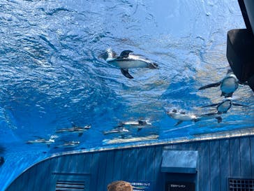 サンシャイン水族館に投稿された画像（2024/7/13）