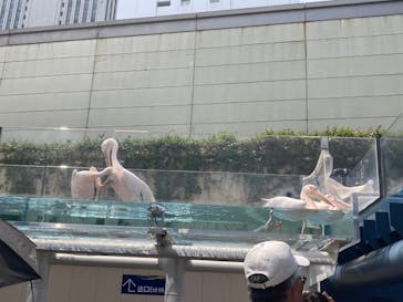 サンシャイン水族館に投稿された画像（2024/7/13）