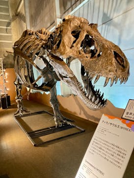 巨大恐竜展2024に投稿された画像（2024/7/13）