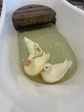 アニタッチみなとみらいに投稿された画像（2024/7/13）