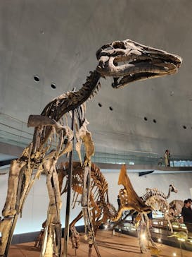 福井県立恐竜博物館に投稿された画像（2024/7/13）