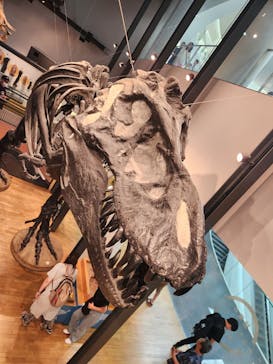 福井県立恐竜博物館に投稿された画像（2024/7/13）