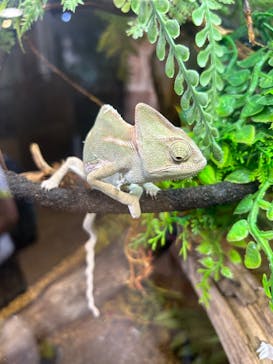 NARA KINGYO MUSEUMに投稿された画像（2024/7/13）
