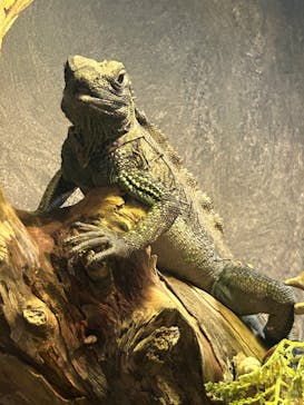 NARA KINGYO MUSEUMに投稿された画像（2024/7/13）