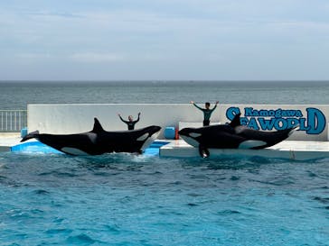 鴨川シーワールドに投稿された画像（2024/7/13）