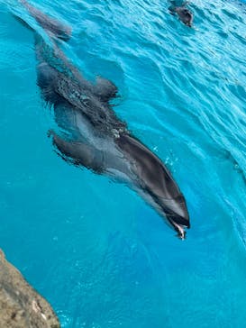 鴨川シーワールドに投稿された画像（2024/7/13）