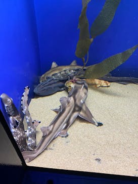 アクアワールド茨城県大洗水族館に投稿された画像（2024/7/13）