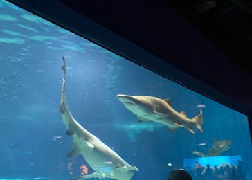 アクアワールド茨城県大洗水族館に投稿された画像（2024/7/13）