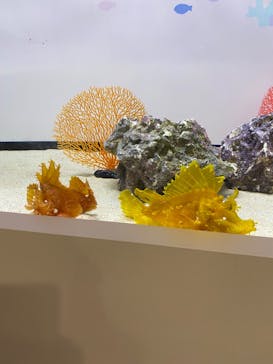 アクアワールド茨城県大洗水族館に投稿された画像（2024/7/13）