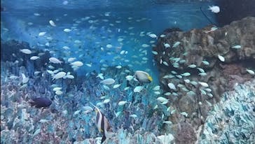 サンシャイン水族館に投稿された画像（2024/7/13）