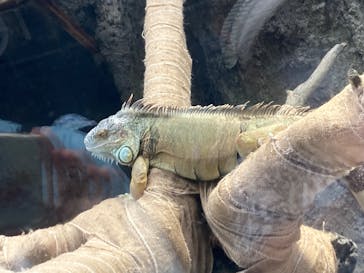 恩賜上野動物園に投稿された画像（2024/7/13）