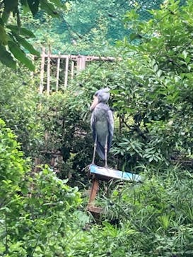 恩賜上野動物園に投稿された画像（2024/7/13）